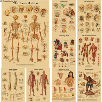 Keha Struktuuri Retro Plakat Anatoomia ja Füsioloogia, Jõupaber Skelett Plakatid Kodu Meditsiini Tuba Decor Kunst Seina Värvimine
